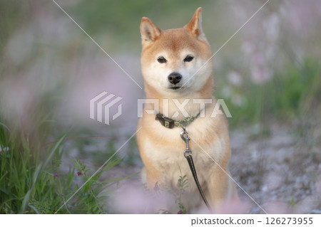 A cute Shiba Inu posing under a weeping cherry tree. Shiba Inu Akane 126273955