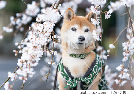 A cute Shiba Inu posing under a weeping cherry tree. Shiba Inu Akane 126273961