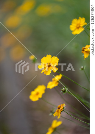 Vibrant yellow flowers sway gently in a sunlit field during a tranquil afternoon 126274004