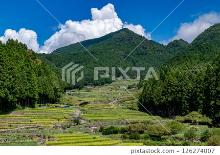 愛知縣新城四穀的稻田夏日風景 126274007