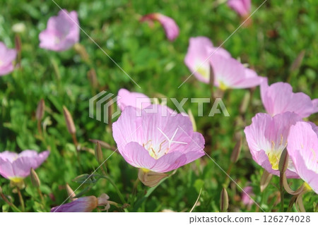 桃色山腰月光花（沖繩縣讀谷村） 126274028