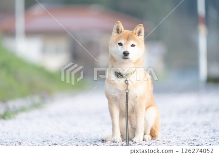 A cute Shiba Inu posing on a carpet of cherry blossom petals. Shiba Inu Akane. A carpet of cherry blossoms. A cute Shiba Inu posing on a carpet of cherry blossom petals. Shiba Inu Akane. A carpet of cherry blossoms. 126274052