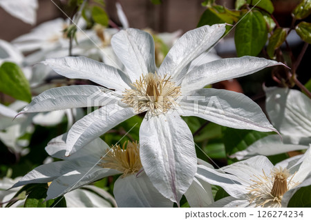 Elegant flower Clematis, Hakuba [Ranunculaceae Clematis genus] 126274234