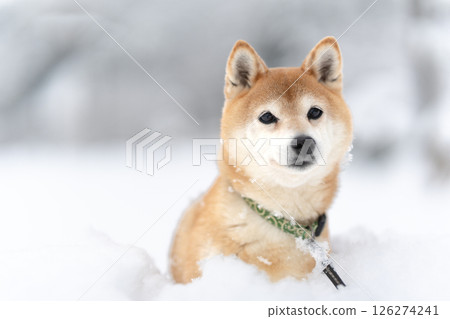 Shiba Inu with snow in the background Cute Shiba Inu Shiba Inu Akane 126274241