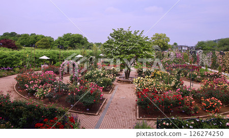 足利市足利花卉公園玫瑰園 126274250