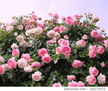 足利市足利花卉公園的玫瑰 足利市足利花卉公園的玫瑰 126274252