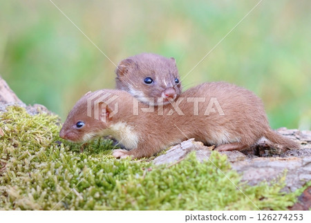 Adorable little common weasel in summer 126274253