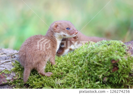 Adorable little common weasel in summer Adorable little common weasel in summer 126274256