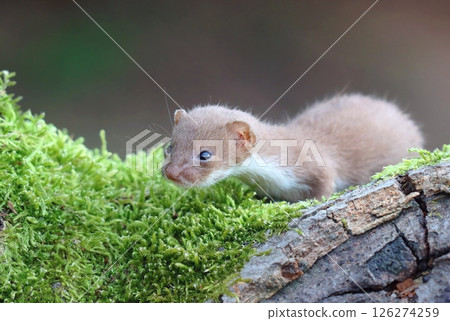 Adorable little common weasel in summer Adorable little common weasel in summer 126274259