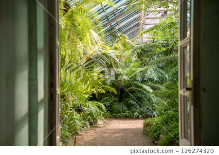 Open doors in greenhouse with various ferns, palms and other tropical plants in sunny day 126274320