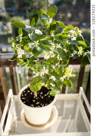 Flowering houseplant Tangerine Mandarin next to the window. Indoor gardening 126274335