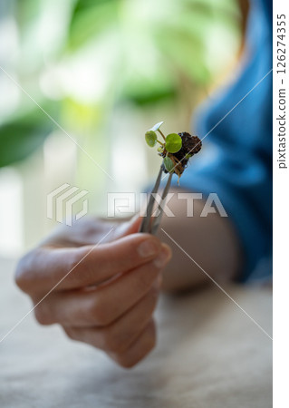 Woman hand holding small rooted Pilea plant with tweezers for transplanting into soil closeup 126274355