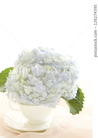 Blue hydrangea 126274395