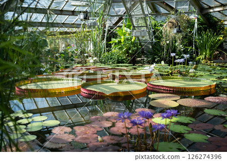 Pond in glasshouse with giant Victoria Amazonica and aquatic plants. 126274396