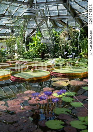 Pond in glasshouse with giant Victoria Amazonica and aquatic plants. 126274398