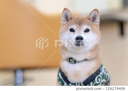 柴犬在室內擺姿勢 可愛的柴犬 Shiba Inu Akane 126274409