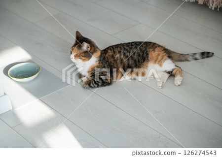 Hungry domestic colorful cat lying on floor near bowl waiting begging for food in modern apartment.  126274543
