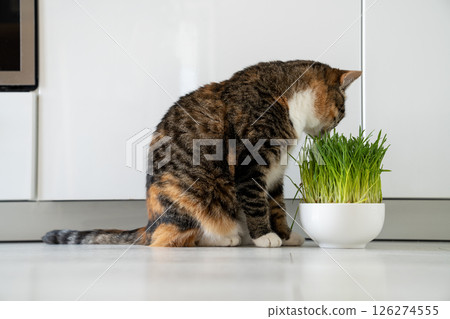 Natural hairball treatment for cat. Pet eating green grass - germinated seeds of oat for kitten 126274555