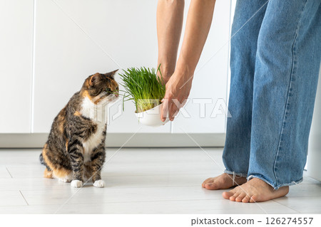 Natural hairball treatment for cat. Pet owner holds green grass - germinated seeds of oat for kitten Natural hairball treatment for cat. Pet owner holds green grass - germinated seeds of oat for kitten 126274557
