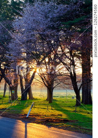 Shizukaishi城際道路的櫻花 126274560