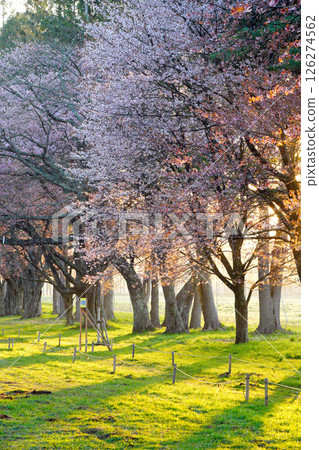 Shizukaishi intercity road Road of cherry blossoms 126274562