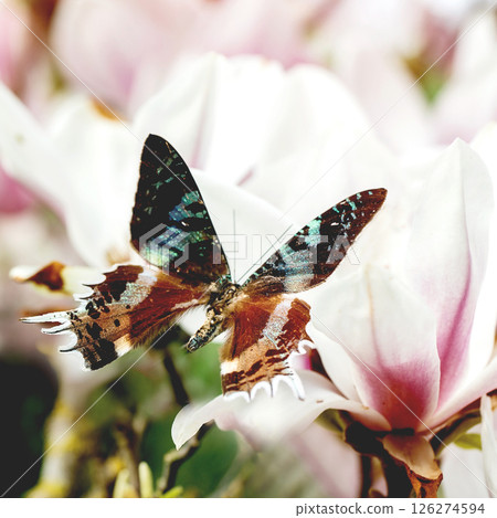 Spring blooming background. Flying beautiful turquoise giant tropical butterfly on spring blossom magnolia flowers. 126274594