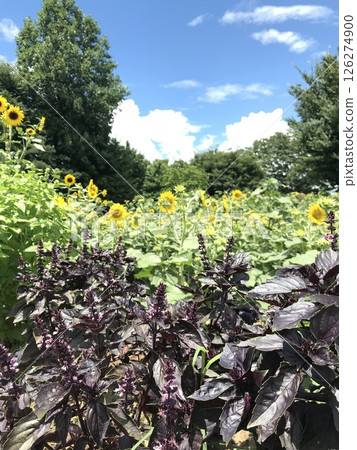 Sunflower field 126274900