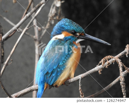 Kingfisher flying over water Kingfisher flying over water 126274947