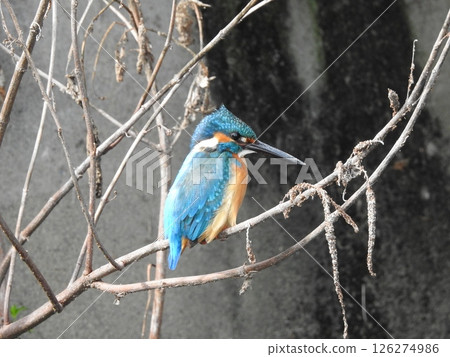 Kingfisher flying over water 126274986