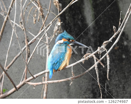 Kingfisher flying over water 126274987