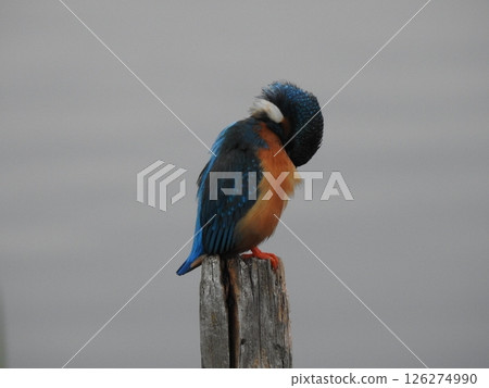 Kingfisher flying over water Kingfisher flying over water 126274990