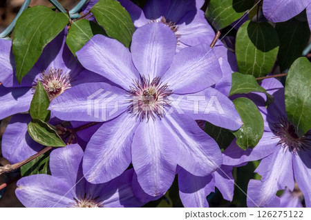 優雅花卉:鐵線蓮、串珠鐵線蓮(毛茛科、鐵線蓮屬) 優雅花卉:鐵線蓮、串珠鐵線蓮(毛茛科、鐵線蓮屬) 126275122