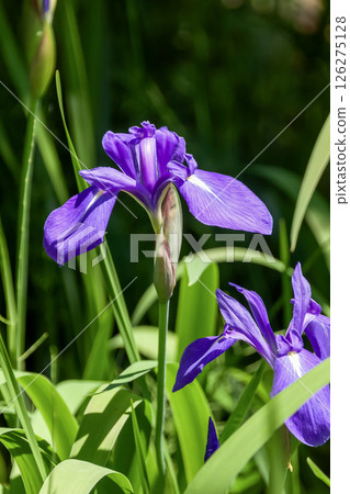 鳶尾花(鳶尾科)花瓣中央有一個白點 鳶尾花(鳶尾科)花瓣中央有一個白點 126275128