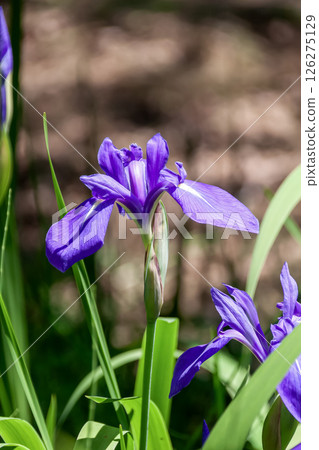 鳶尾花（鳶尾科）花瓣中央有一個白點 126275129
