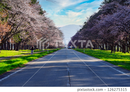 Shizukaishi intercity road Road of cherry blossoms 126275315