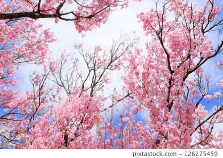 盛開的重瓣紅色彼岸櫻花 [天空背景] 126275450