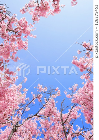 藍天白雲下盛開的重瓣紅色彼岸櫻花 [藍天背景] 126275453