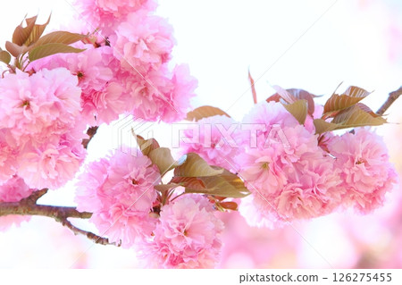 Close-up of a double-flowered cherry tree (Sekiyama) in full bloom [White background] [Sky background] 126275455