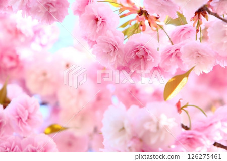 盛開的重瓣櫻花（花笠）的特寫 126275461