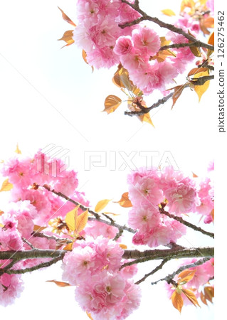 盛開的重瓣櫻花（關山）特寫[白色背景][天空背景] 126275462