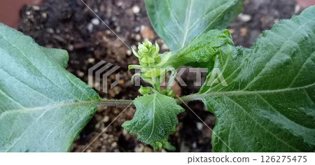 The newly planted shiso plant has sprouted. The newly planted shiso plant has sprouted. 126275475