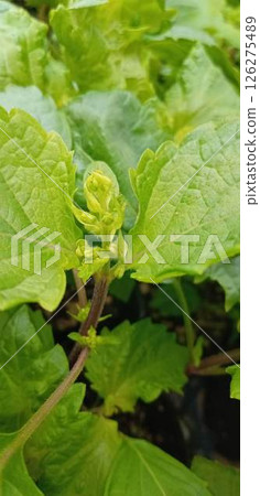 The green shiso leaves have just appeared and are in the bud stage. 126275489