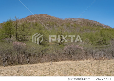 栃木縣那須高原沼原濕地的櫻花盛開 126275625