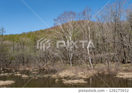 栃木縣那須高原沼原濕地的風景 126275652