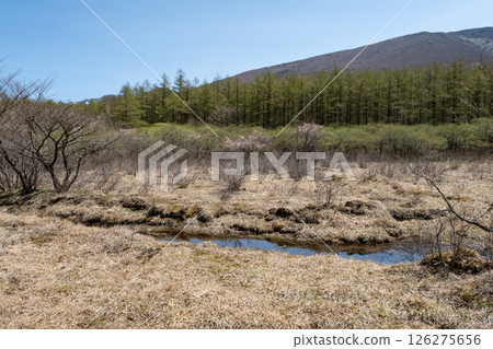 Scenery of the Numappara Marsh in Nasu Highlands, Tochigi Prefecture Scenery of the Numappara Marsh in Nasu Highlands, Tochigi Prefecture 126275656