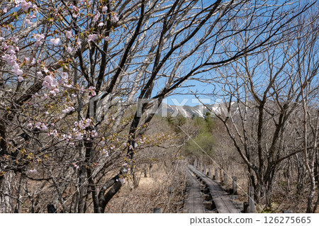Cherry blossoms bloom in the Numappara wetlands of Nasu Highlands, Tochigi Prefecture 126275665