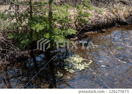 Tochigi Prefecture, Nasu Highlands, Numaphara Marsh, Japanese black salamander eggs 126275673