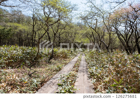 Scenery of the boardwalk in the Numappara wetlands of Nasu Highlands, Tochigi Prefecture 126275681