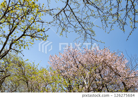 栃木縣沼原濕地的新綠與櫻花美景 126275684