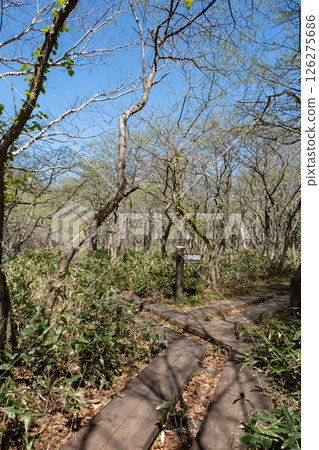 Scenery of the boardwalk in the Numappara wetlands of Nasu Highlands, Tochigi Prefecture 126275686